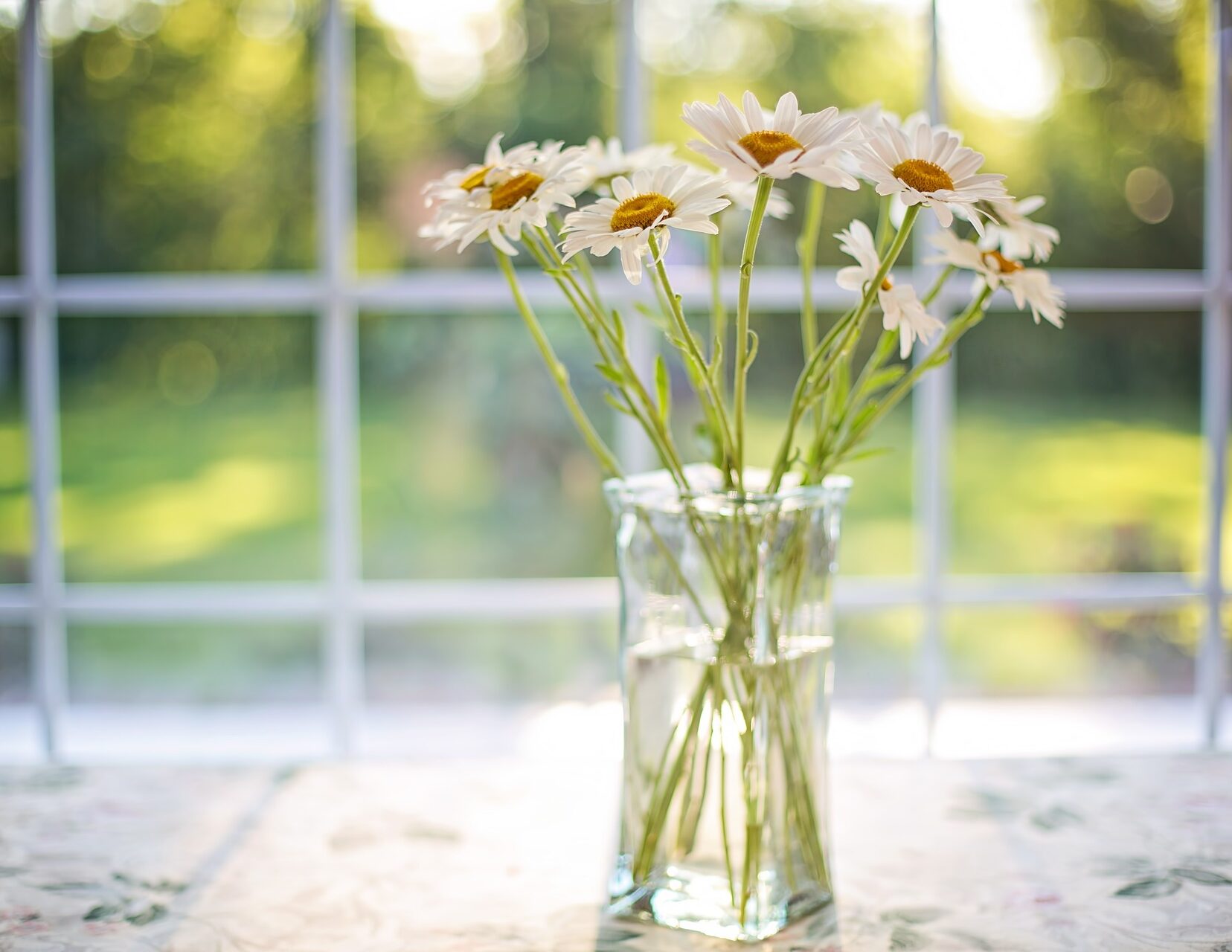 cropped-daisies-g351546939_1920.jpg